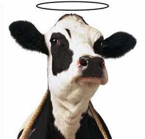 Holy Cow Swag!